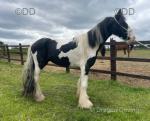 Ride and drive half bred colt. Cob x trotter, colt, to make 14.2hh easily. 2 years old, broken to the tether, loads onto absolutely anything. Perfect to catch, to do his feet and to turn out with or without horses. 

