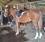 Fillies