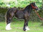 Filly