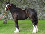 Filly