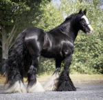 Filly