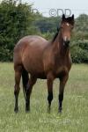 One Cool Cookie, Filly