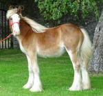 Yearling Filly