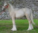 Colt