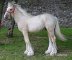 Colt