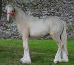 Colt