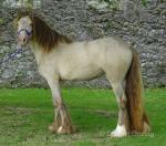 2 Year Old Filly