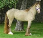 2 Year Old Filly