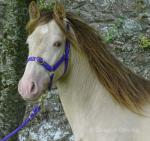 2 Year Old Filly