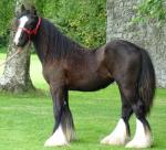 Filly