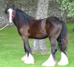 Filly