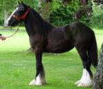 Filly