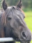 3 Year Old Fell Filly