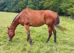 16.2hh Thoroughbred Gelding 