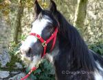 Yearling Filly