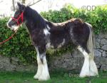 Yearling Filly