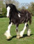 Yearling Filly