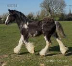 Yearling Filly