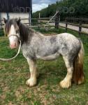 Yearling Gelding 