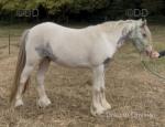 2 Year Old Gelding