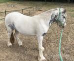 2 Year Old Gelding