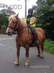 Sasha, 15.1hh flaxen chestnut Comtois mare. Sasha is a 20 year old, registered Comtois mare that's has previously been a brood mare. 