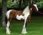 Yearling Filly