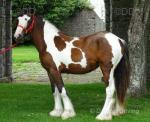 Yearling Filly
