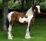 Yearling Filly