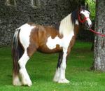 Yearling Filly