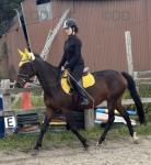 Sienna, a golden oldie with a lot more life left in her. Please don't be put off, I'm not asking millions for her. Homes will be vetted. Sienna is a 14.3hh trotter mare, reg with STAGBI. She's 20 years old. She's still full of life with no stiffness, lameness, injuries, etc. She's got the best back and legs I've ever seen on a horse. 