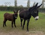 Millie & Molly, Jenny Donkey with Filly Foal at Foot