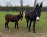 Millie & Molly, Jenny Donkey with Filly Foal at Foot