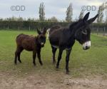 Millie & Molly, Jenny Donkey with Filly Foal at Foot