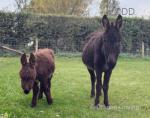 Katy, & Johnny, Jenny Donkey with Colt Foal at Foot