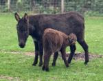 Katy, & Johnny, Jenny Donkey with Colt Foal at Foot