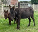 Katy, & Johnny, Jenny Donkey with Colt Foal at Foot