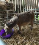 Donkey Colt Foal