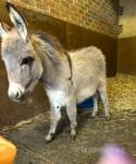 Donkey Colt Foal