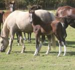 Welsh Section B Ponies