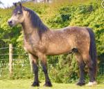 Welsh Section D Filly Foal