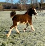 Colt Foal