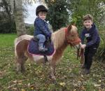 Henry, Shetland Riding Gelding 