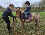 Henry, Shetland Riding Gelding 