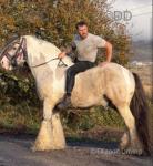 Hermits Silver Chief,15.1hh Stallion at Stud