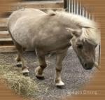 Sahar & Bonnie, Mares