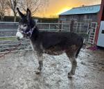 Bluebell, Jenny Donkey in Foal