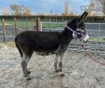Bluebell, Jenny Donkey in Foal