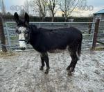 Bridget, Jenny Donkey in Foal 