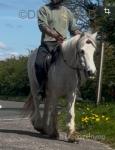 12hh Riding Mare